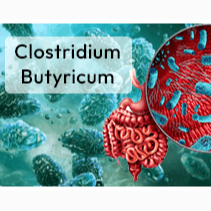 Clostridium butyricum probiotic